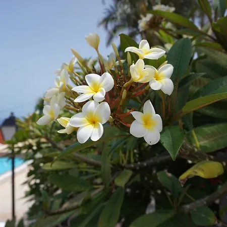 La Romera Apartment *